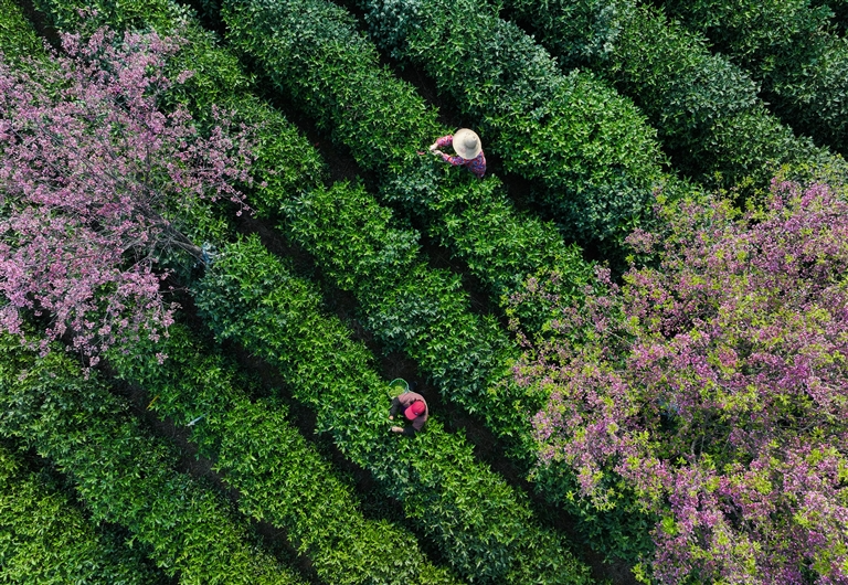 一叶春茶香满山