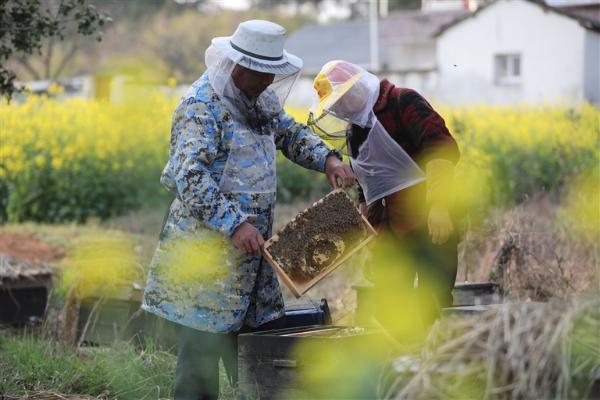 追花逐蜜养蜂人